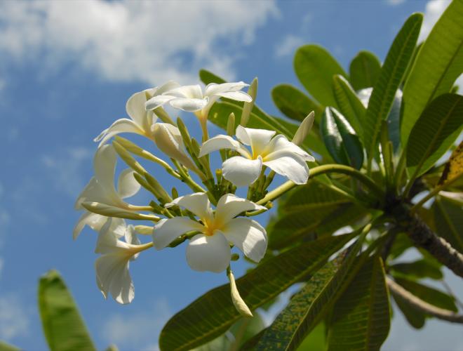 BEAUTIFUL TROPICAL GARDENS SEPARATE THE BEDROOMS & SURROUND THE VILLA.