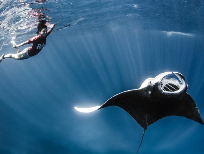 SWIM WITH THE MAJESTIC MANTA RAYS