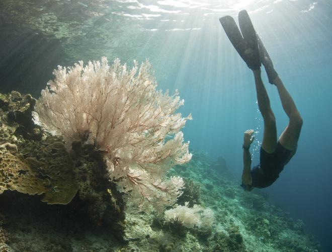 The crystal clear waters around Lembongan are perfect for snorkelling over the colourful coral  teeming with tropical fish